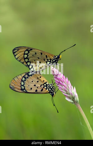 Due farfalle su un fiore, Indonesia Foto Stock
