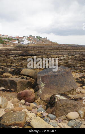 Lepidodendron tronco di albero fossile. Scottish carbonifero Geologia esposta sulla costa di Fife a Crail. La Scozia, Regno Unito. Foto Stock