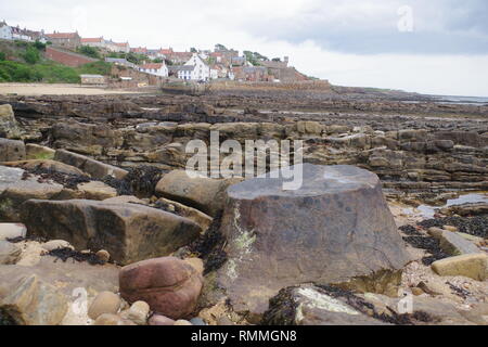 Lepidodendron tronco di albero fossile. Scottish carbonifero Geologia esposta sulla costa di Fife a Crail. La Scozia, Regno Unito. Foto Stock