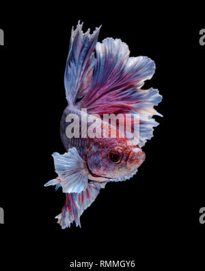 Ritratto di un Dumbo Halfmoon betta pesce Foto Stock