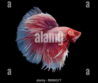 Ritratto di un Dumbo Halfmoon betta pesce Foto Stock