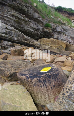 Lepidodendron tronco di albero fossile. Scottish carbonifero Geologia esposta sulla costa di Fife a Crail. La Scozia, Regno Unito. Foto Stock