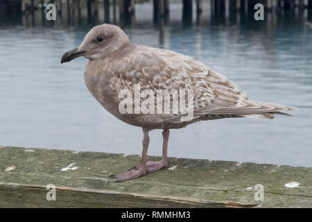 Gabbiano femmina in piedi su una parete da mare, British Columbia, Canada Foto Stock