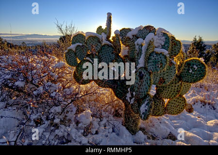 Coperta di neve ficodindia cactus, Chino Valley, Arizona, Stati Uniti Foto Stock