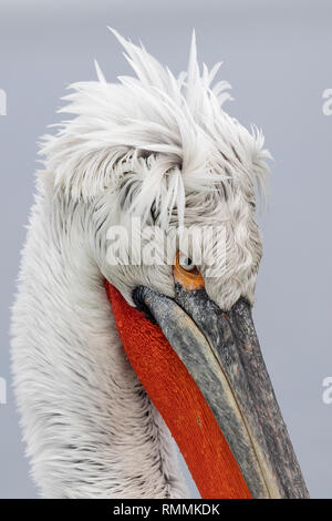 Pellicano dalmata in inverno a Kerkini (Pelecanus crispus) Foto Stock