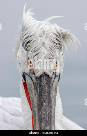 Pellicano dalmata in inverno a Kerkini (Pelecanus crispus) Foto Stock