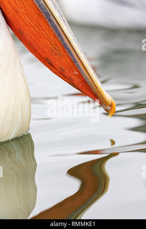 Pellicano dalmata in inverno a Kerkini (Pelecanus crispus) Foto Stock