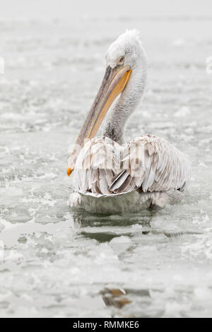 Pellicano dalmata in inverno a Kerkini (Pelecanus crispus) Foto Stock