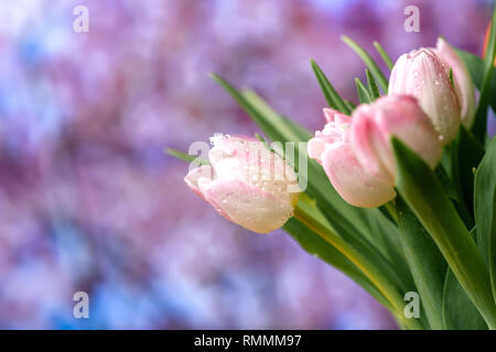 Tulipani freschi Fiori con molla di colore sfondo con posto per il testo Foto Stock