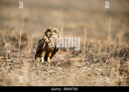 Breve eared owl, asio flammeus Uran, Mumbai, Maharashtra, India Foto Stock