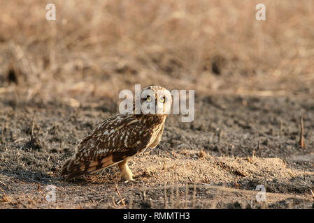 Corto-eared owl, asio flammeus, Uran JNPT, Mumbai, Maharashtra, India Foto Stock