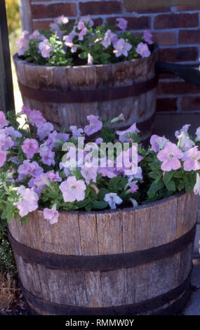 Vecchie botti in legno tagliato a metà utilizzati come contenitori da giardino per la coltivazione di rosa nelle petunie fiori. Foto Stock