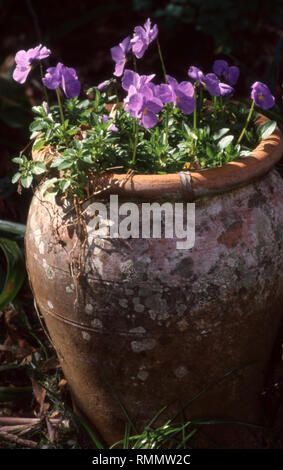 VIOLA X WITTROCKIANA VIOLA PURPURA CHE CRESCONO IN UN VECCHIO VASE DA GIARDINO IN TERRA COTTA, NEW SOUTH WALES, AUSTRALIA. Foto Stock