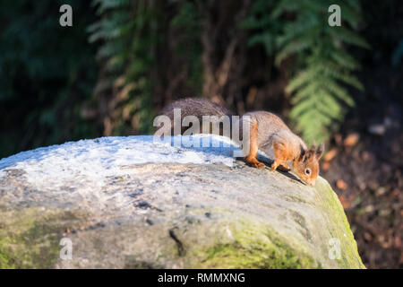 Questa è una foto di uno scoiattolo rosso camminare su una roccia in una foresta in Irlanda Foto Stock