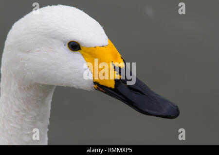 Un'immagine ravvicinata di un Bewick's Swan (Cygnus bewickii) testa, mostrando il distintivo giallo bill pattern. Foto Stock