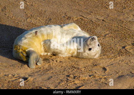 Guarnizione grigio (Halichoerus grypus) pup, in appoggio nelle dune di sabbia su una spiaggia di Norfolk. Foto Stock