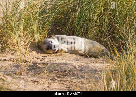 Guarnizione grigio (Halichoerus grypus) pup, in appoggio nelle dune di sabbia su una spiaggia di Norfolk. Foto Stock