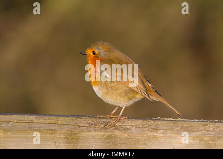 Unione Robin (Erithacus rubecula) arroccato su di un cancello in legno. Foto Stock
