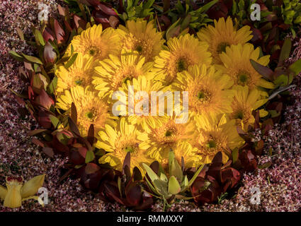 Composizione con fiori colorati a forma di cuore Foto Stock