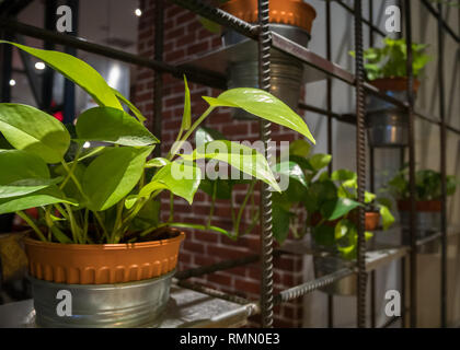 Righe di Golden Pothos (Devil's Ivy) in una pentole come una decorazione sulla cornice metallica. Foto Stock