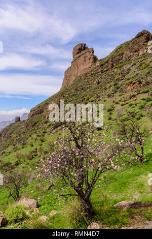 Stagione primaverile con alberi di mandorle sbocciato in Gran Canaria, Spagna Foto Stock