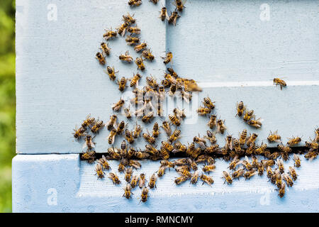 Api su alveare Foto Stock