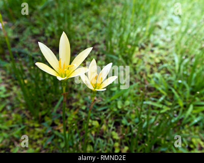 Massa giallo giglio fiore che sboccia su greensward in giardino Foto Stock