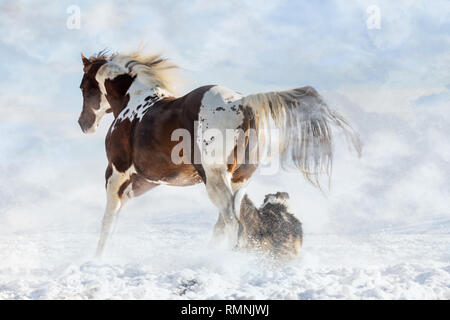 Olenas Valentine, American Paint Horse con un cane in giorno di neve in inverno. Repubblica ceca Foto Stock