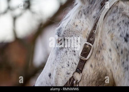 Colline punteggiano cavallo grigio Foto Stock