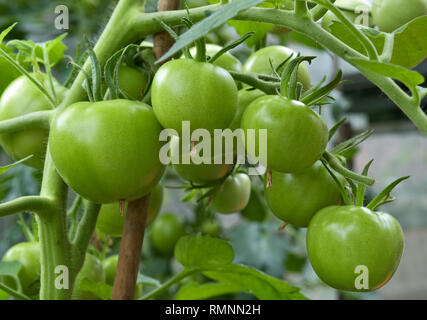 Il verde non maturate pomodori ciliegia cresce su vitigni legati a canne in serra Foto Stock