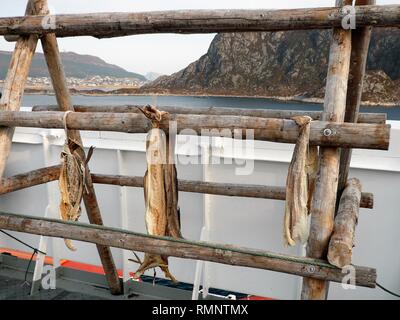 Stoccafisso essiccazione su scaffalature di legno in Norvegia Foto Stock