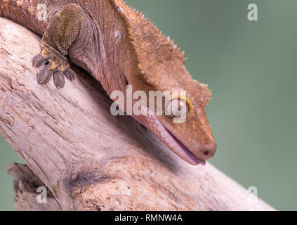 Crested Gecko. Isolati contro un muto sfondo verde. Focus su gli occhi. Camera per copia. Foto Stock