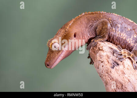 Crested Gecko. Isolati contro un muto sfondo verde. Focus su gli occhi. Camera per copia. Foto Stock