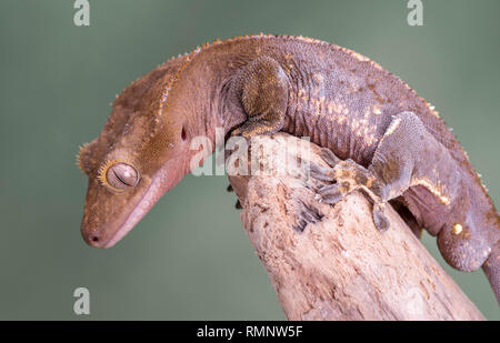 Crested Gecko. Isolati contro un muto sfondo verde. Focus su gli occhi. Camera per copia. Foto Stock