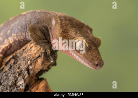 Crested Gecko. Isolati contro un muto sfondo verde. Focus su gli occhi. Camera per copia. Foto Stock