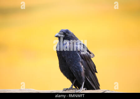 Raven closeup con uno sfondo giallo a Yellowstone un uccello Foto Stock