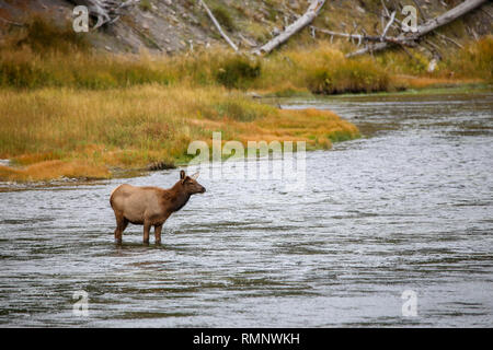 Giovani elk in Madison fiume nel Parco Nazionale di Yellowstone Foto Stock