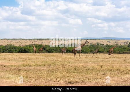 Una mandria di Masai giraffe nella savana. Kenya, Africa Foto Stock