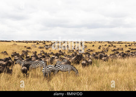 Grandi mandrie di ungulati sulle pianure del Serengeti. Masai Mara savana. Kenya, Africa Foto Stock