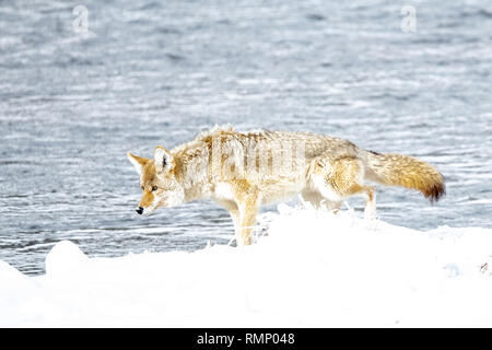 Coyote (Canis latrans) nel Parco Nazionale di Yellowstone, STATI UNITI D'AMERICA Foto Stock