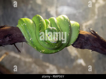 Python snake Foto Stock