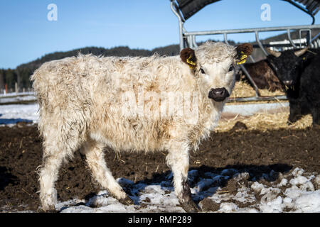 Galloway vitello bovino (Bos primigenius taurus) in free range Foto Stock