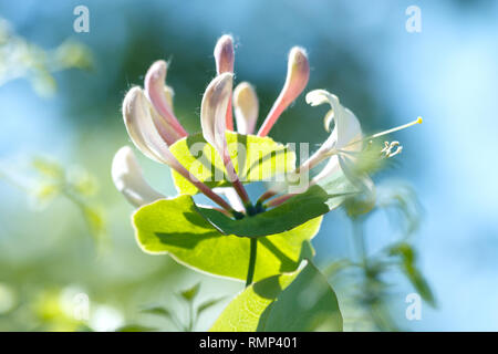 Lonicera periclymenum fiore, nomi comuni caprifoglio, caprifoglio comune, europea caprifoglio o woodbine, che fiorisce in estate nel giardino. Sof Foto Stock