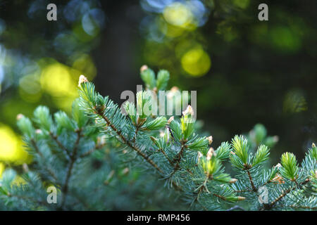 Abete con juicy giovani germogli verdi close-up su una foresta sfocate con sfondo bokeh di fondo rotondo. Giovani germogli sono nella stagione estiva. Foto Stock