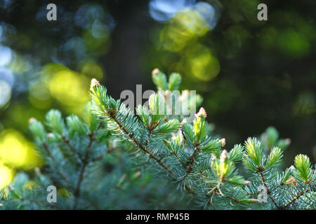 Abete con juicy giovani germogli verdi close-up su una foresta sfocate con sfondo bokeh di fondo rotondo. Giovani germogli sono nella stagione estiva. Foto Stock