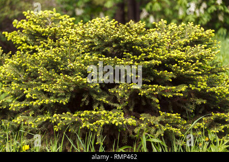 Abete con juicy giovani germogli verdi close-up su una foresta sfocate con sfondo bokeh di fondo rotondo. Giovani germogli sono nella stagione estiva. Foto Stock