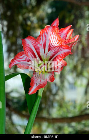 Completamente fiorì il fiore di un ignoto varietà di amaryllis, presumibilmente Minerva, crimson red petali con retinatura bianca, vista ravvicinata sul fiore Foto Stock