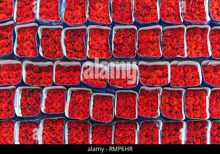 Rose rosse imballate e pronte per l'esportazione nella regione di Tabacundo e Cayambe, a nord di Quito, Ecuador. Foto Stock