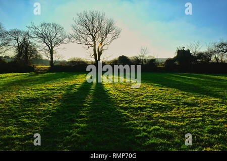 Gli alberi e le ombre formate da una impostazione invernale Sun in un campo della Cornovaglia - Giovanni Gollop Foto Stock