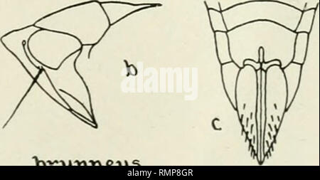 . Annali. Entomologia. . Si prega di notare che queste immagini vengono estratte dalla pagina sottoposta a scansione di immagini che possono essere state migliorate digitalmente per la leggibilità - Colorazione e aspetto di queste illustrazioni potrebbero non perfettamente assomigliano al lavoro originale. Entomological Society of America. Baltimore [ecc. ] Foto Stock